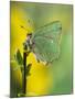 Green Hairstreak Butterfly at Rest on Broom, UK-Andy Sands-Mounted Photographic Print