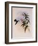 Green-Headed Emerald, Thaumatias Viridiceps-John Gould-Framed Giclee Print