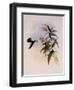 Green-Headed Emerald, Thaumatias Viridiceps-John Gould-Framed Giclee Print