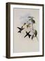 Green-Headed Sapphire, Eucephala Chlorocephala-John Gould-Framed Giclee Print