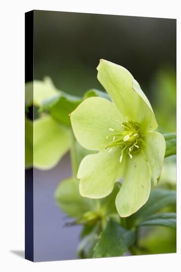 Green Hellebore-null-Stretched Canvas