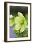 Green Hellebore-null-Framed Photographic Print