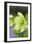 Green Hellebore-null-Framed Photographic Print