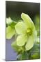 Green Hellebore-null-Mounted Photographic Print