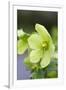 Green Hellebore-null-Framed Photographic Print