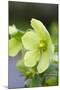Green Hellebore-null-Mounted Photographic Print