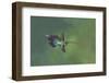 Green hermit hummingbird, Atlantic cloud forest, Costa Rica-Melvin Grey-Framed Photographic Print