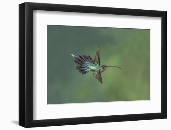 Green hermit hummingbird, Atlantic cloud forest, Costa Rica-Melvin Grey-Framed Photographic Print