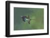 Green hermit hummingbird, Atlantic cloud forest, Costa Rica-Melvin Grey-Framed Photographic Print