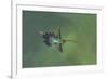 Green hermit hummingbird, Atlantic cloud forest, Costa Rica-Melvin Grey-Framed Photographic Print