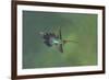 Green hermit hummingbird, Atlantic cloud forest, Costa Rica-Melvin Grey-Framed Photographic Print