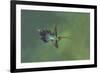 Green hermit hummingbird, Atlantic cloud forest, Costa Rica-Melvin Grey-Framed Photographic Print