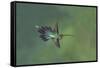 Green hermit hummingbird, Atlantic cloud forest, Costa Rica-Melvin Grey-Framed Stretched Canvas