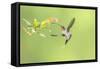 Green Hermit hummingbird, lowland rainforest, Costa Rica-Melvin Grey-Framed Stretched Canvas