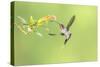 Green Hermit hummingbird, lowland rainforest, Costa Rica-Melvin Grey-Stretched Canvas