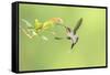 Green Hermit hummingbird, lowland rainforest, Costa Rica-Melvin Grey-Framed Stretched Canvas