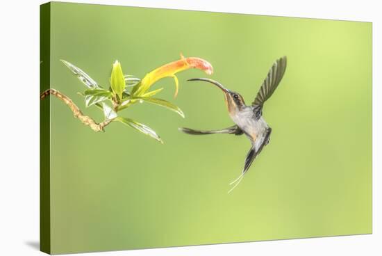 Green Hermit hummingbird, lowland rainforest, Costa Rica-Melvin Grey-Stretched Canvas