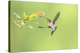 Green Hermit hummingbird, lowland rainforest, Costa Rica-Melvin Grey-Stretched Canvas