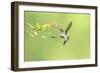 Green Hermit hummingbird, lowland rainforest, Costa Rica-Melvin Grey-Framed Photographic Print