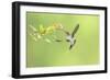 Green Hermit hummingbird, lowland rainforest, Costa Rica-Melvin Grey-Framed Photographic Print