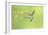 Green Hermit hummingbird, lowland rainforest, Costa Rica-Melvin Grey-Framed Photographic Print