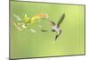 Green Hermit hummingbird, lowland rainforest, Costa Rica-Melvin Grey-Mounted Photographic Print