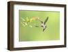 Green Hermit hummingbird, lowland rainforest, Costa Rica-Melvin Grey-Framed Photographic Print