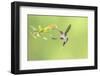 Green Hermit hummingbird, lowland rainforest, Costa Rica-Melvin Grey-Framed Photographic Print