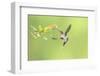 Green Hermit hummingbird, lowland rainforest, Costa Rica-Melvin Grey-Framed Photographic Print