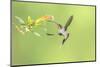 Green Hermit hummingbird, lowland rainforest, Costa Rica-Melvin Grey-Mounted Photographic Print