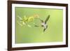 Green Hermit hummingbird, lowland rainforest, Costa Rica-Melvin Grey-Framed Photographic Print