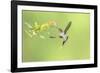 Green Hermit hummingbird, lowland rainforest, Costa Rica-Melvin Grey-Framed Photographic Print