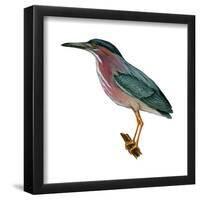 Green Heron (Butorides Virescens), Birds-Encyclopaedia Britannica-Framed Poster