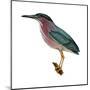 Green Heron (Butorides Virescens), Birds-Encyclopaedia Britannica-Mounted Poster