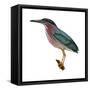 Green Heron (Butorides Virescens), Birds-Encyclopaedia Britannica-Framed Stretched Canvas