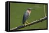 Green Heron (Butorides Virescens) by the Nosara River at the Biological Reserve-Rob Francis-Framed Stretched Canvas