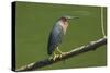 Green Heron (Butorides Virescens) by the Nosara River at the Biological Reserve-Rob Francis-Stretched Canvas