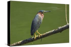 Green Heron (Butorides Virescens) by the Nosara River at the Biological Reserve-Rob Francis-Stretched Canvas