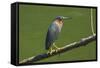 Green Heron (Butorides Virescens) by the Nosara River at the Biological Reserve-Rob Francis-Framed Stretched Canvas