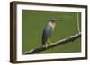 Green Heron (Butorides Virescens) by the Nosara River at the Biological Reserve-Rob Francis-Framed Photographic Print