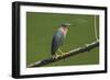 Green Heron (Butorides Virescens) by the Nosara River at the Biological Reserve-Rob Francis-Framed Photographic Print