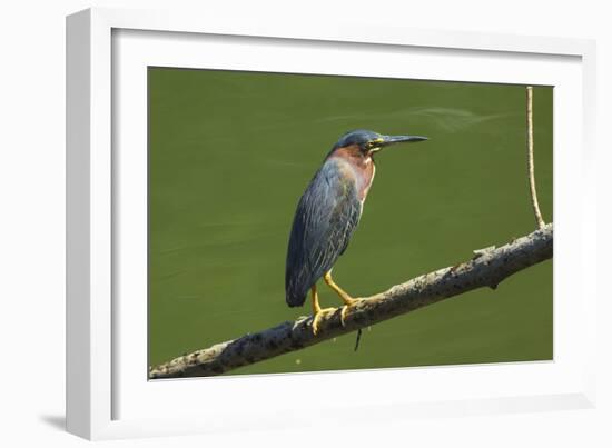 Green Heron (Butorides Virescens) by the Nosara River at the Biological Reserve-Rob Francis-Framed Photographic Print