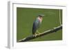 Green Heron (Butorides Virescens) by the Nosara River at the Biological Reserve-Rob Francis-Framed Photographic Print