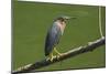 Green Heron (Butorides Virescens) by the Nosara River at the Biological Reserve-Rob Francis-Mounted Photographic Print