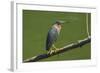 Green Heron (Butorides Virescens) by the Nosara River at the Biological Reserve-Rob Francis-Framed Photographic Print