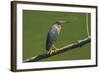 Green Heron (Butorides Virescens) by the Nosara River at the Biological Reserve-Rob Francis-Framed Photographic Print