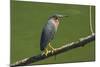 Green Heron (Butorides Virescens) by the Nosara River at the Biological Reserve-Rob Francis-Mounted Photographic Print