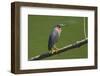 Green Heron (Butorides Virescens) by the Nosara River at the Biological Reserve-Rob Francis-Framed Premium Photographic Print