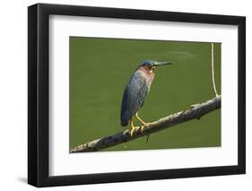Green Heron (Butorides Virescens) by the Nosara River at the Biological Reserve-Rob Francis-Framed Premium Photographic Print