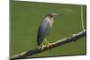 Green Heron (Butorides Virescens) by the Nosara River at the Biological Reserve-Rob Francis-Mounted Premium Photographic Print